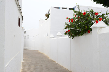 white wall with flowers 
