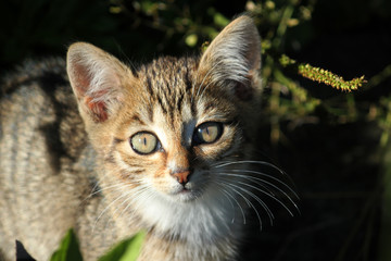 Naklejka na ściany i meble cute kitten, young cat looking forwards
