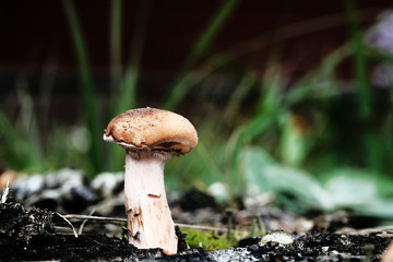 lonely mushroom among green grass