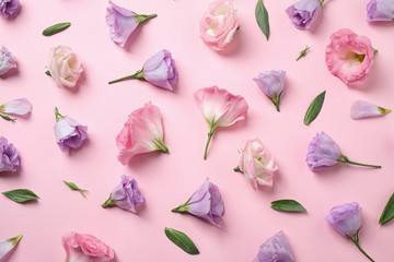 Flat lay composition with beautiful Eustoma flowers on pink background