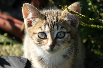Fototapeta premium cute kitten, young cat looking forwards