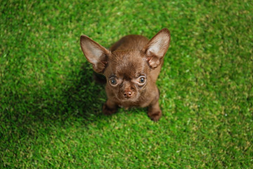 Obraz premium Cute small Chihuahua dog on green grass, above view
