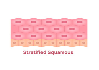 stratified squamous cell vector on white background / Epithelial tissue