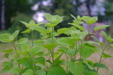 green