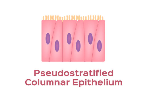 pseudostratified columnar epithelium cell vector on white background / Epithelial tissue