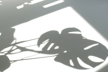 Abstract shadow of natural leaves tree branch falling on white  wall for background and wallpaper.