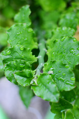 雨粒が残る小さな葉