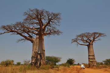 Fototapeta na wymiar Madagascar, Baobas a la porte de Béfandriana