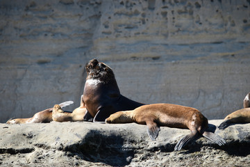 a fur seal