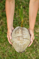 A Man holding coconut in hand. Farmer on his farm.