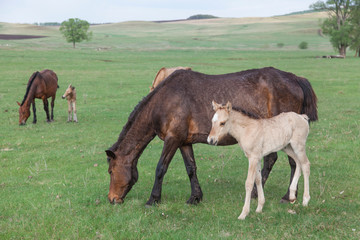 Fototapeta na wymiar Grazing horses in the open spaces of Bashkortostan