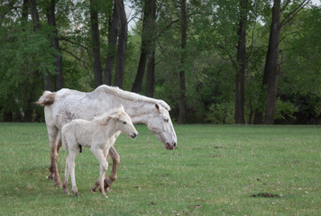 Fototapeta premium Grazing horses in the open spaces of Bashkortostan
