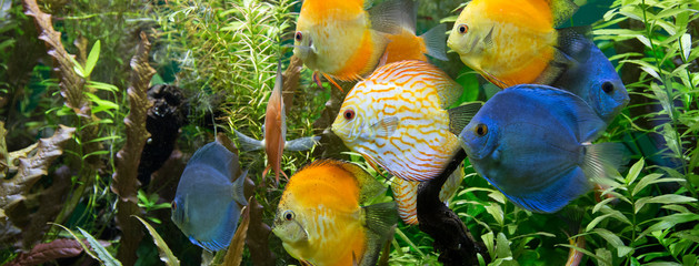 colorful aquarium © Venera