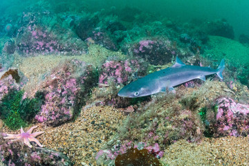 Spiny Dogfish (Squalus acanthias) at the south coast of Norway