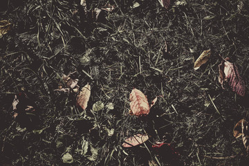 autumn fallen leaves on green grass on the ground