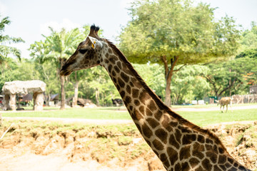 giraffe. The concept of animals at the zoo 