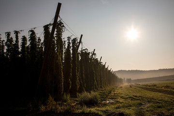 Hopfengarten Sonnenaufgang