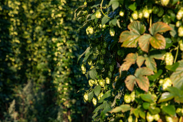 Hopfen Detail