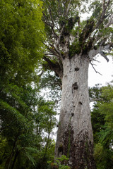 Tane Mahuta, also called Lord of the Forest, is a giant kauri tree in the Waipoua Forest, New Zealand