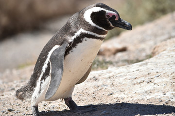 Obraz premium penguin on a rock