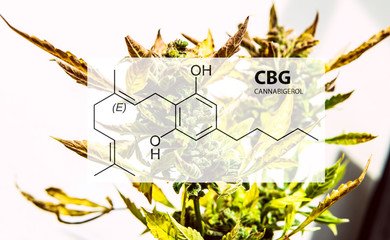 Cannabigerol cannabinoid compounds in the female cannabis plant. CBG element in medical marijuana studies