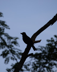crow