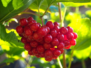bunch of red viburnum on a branch in the garden