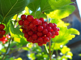 bunch of red viburnum on a branch in the garden