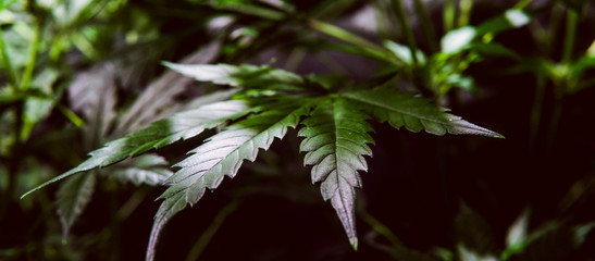 Cannabigerol cannabinoid compounds in the female cannabis plant. CBG element in medical marijuana studies