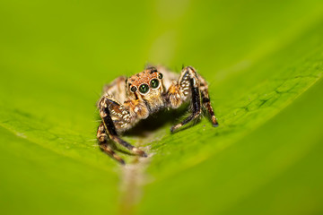 wild spider macro on a leaf