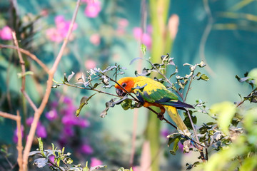 colourful sun conure bird photography