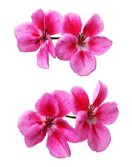 Set of pink geranium flowers