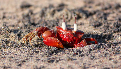 crab macro photography