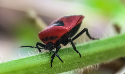 red insect macro photography