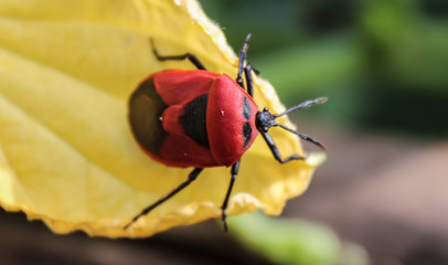 red insect macro photography