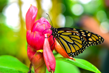 Butterfly in Benalmadena Butterfly park