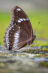 A brown butterfly sitting on the rock surface. 