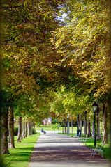 Fototapeta premium alley of horse-chestnut trees