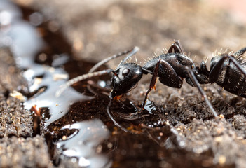 ant, insect,animal, life, big, ant hill, worker, soldier,scout,  macro, close up, aggression, antenna, biology, bite, bug, color, creature, background,wildlife, wild, small, photography,  jaws, pincer