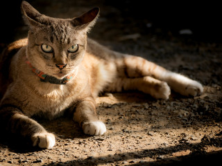 Tabby Cat Lying on The Ground