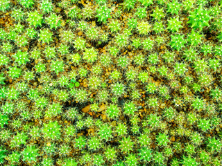 Heads of Cactus Spread on The Seeding Tray