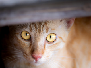 Funny Face Yellow Cat Hinding