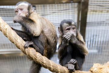 monkey  in the zoo