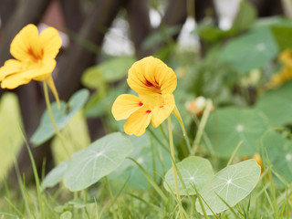 (Tropaeolum majus) Gelb Große Kapuzinerkresse mit dunkle fleck