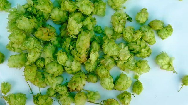 hops falling on the white table top view in slow motion.