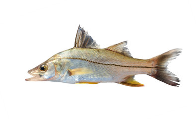 The common snook (Centropomus undecimalis) is a species of marine fish. Isolated on white background