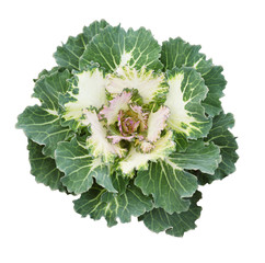 Green ornamental kale