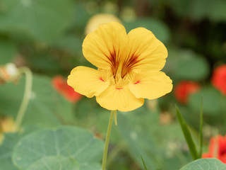(Tropaeolum majus) Blüte der Große Kapuzinerkresse Gelb