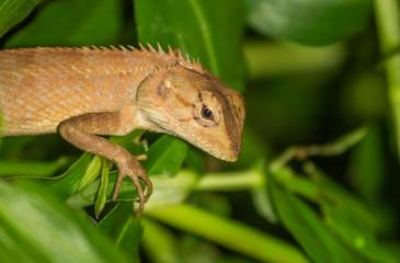 Close up of a lizard 