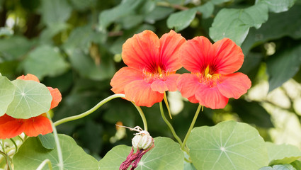 Obraz premium (Tropaeolum majus) Blüte der Große Kapuzinerkresse Rot